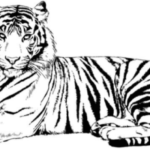 drawing:xms2zhd83gq= tiger