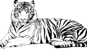 drawing:xms2zhd83gq= tiger