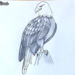 drawing:ktetjzdofvc= eagle